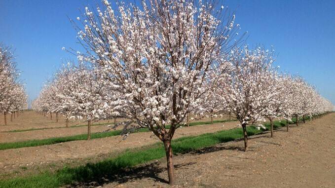 deteccion-almendro-amargo|app deteccion almendro amargo